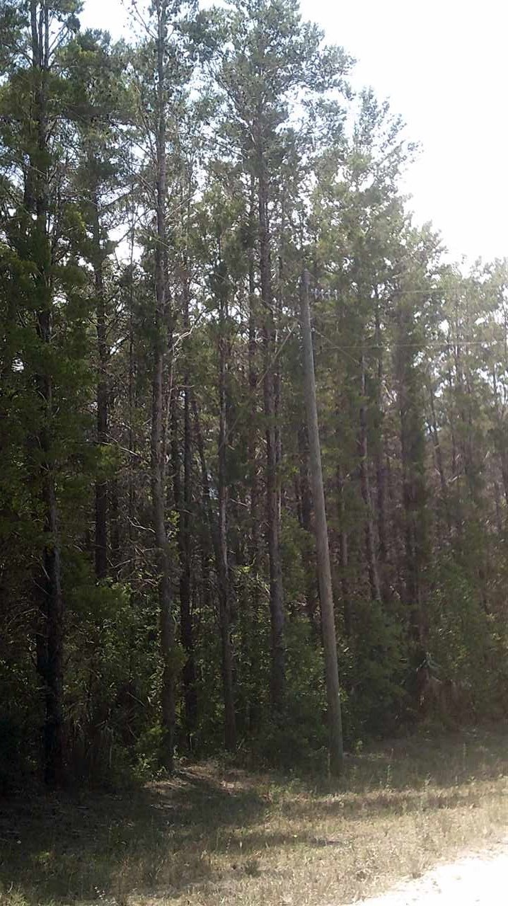 0 Sea Horse Dr 2nd unit 1 292596, Perry, FL 32348 - photo 1