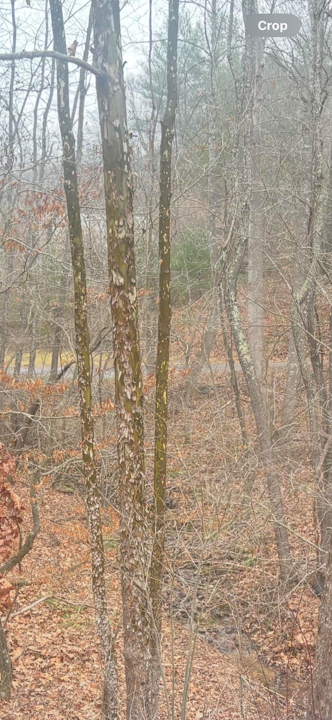 Sold $2,500 • Co-Listing Agent