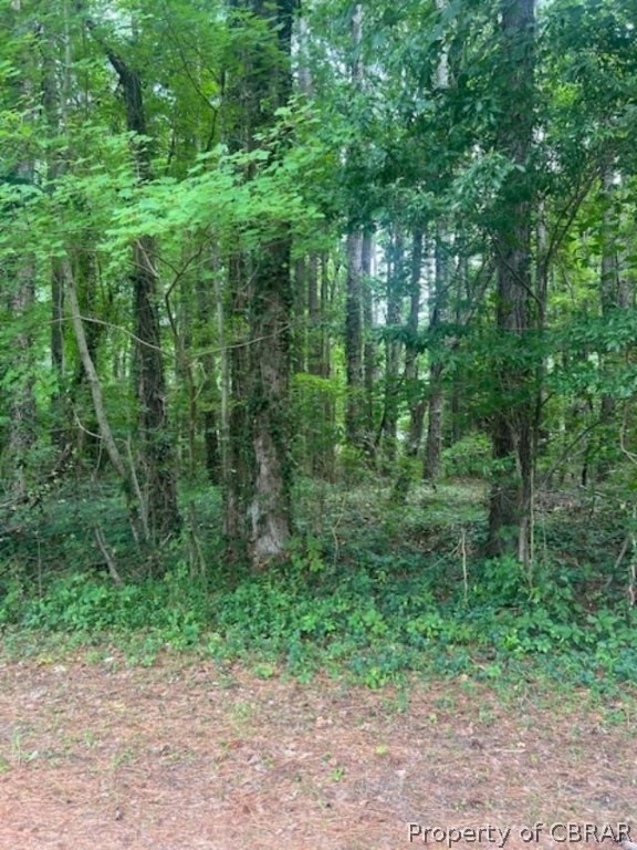 View of local wilderness