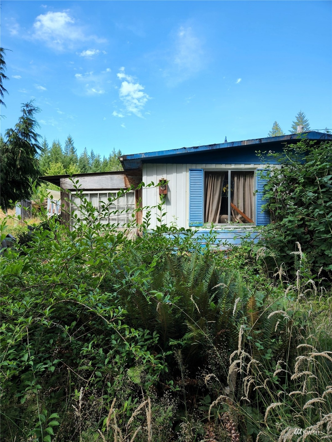 Before blackberries were trimed away.