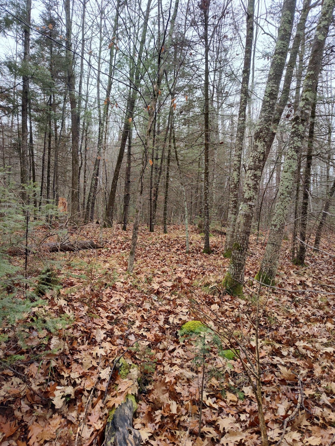 ON Lake Rd, Monico, WI 54501 - photo 1