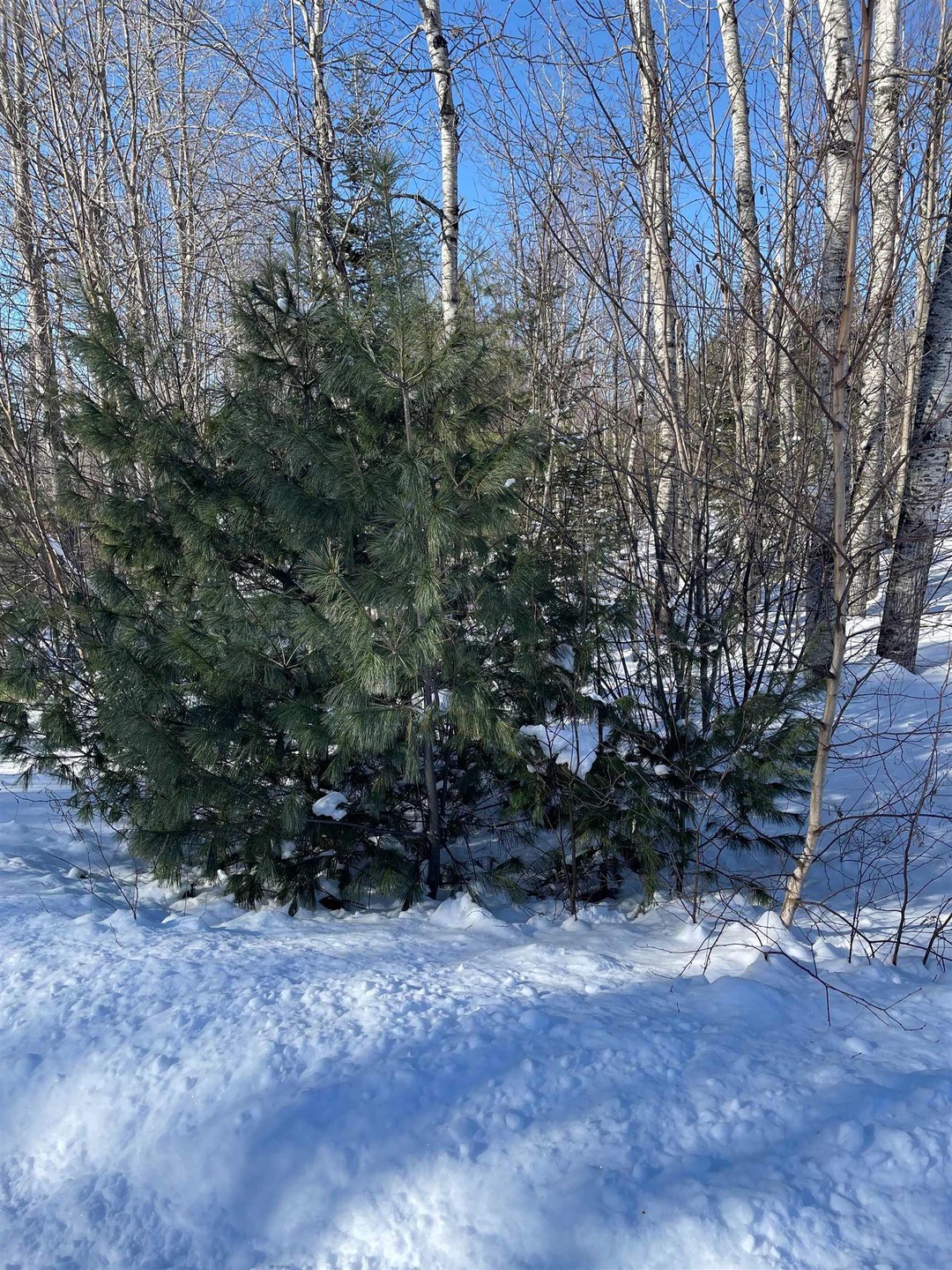 11 Hydro Rd unit 11, Bethlehem, NH 03574 - photo 1