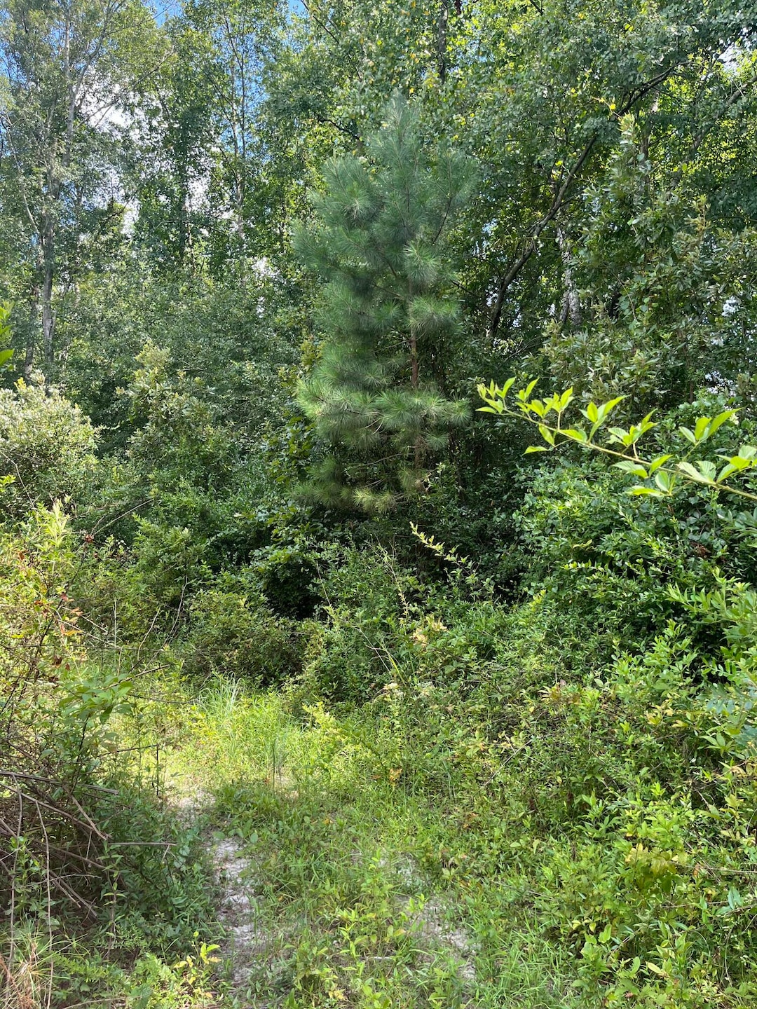 BFF 5 Brunson Teal Rd unit BFF 5, Chester, SC 29584 - photo 1