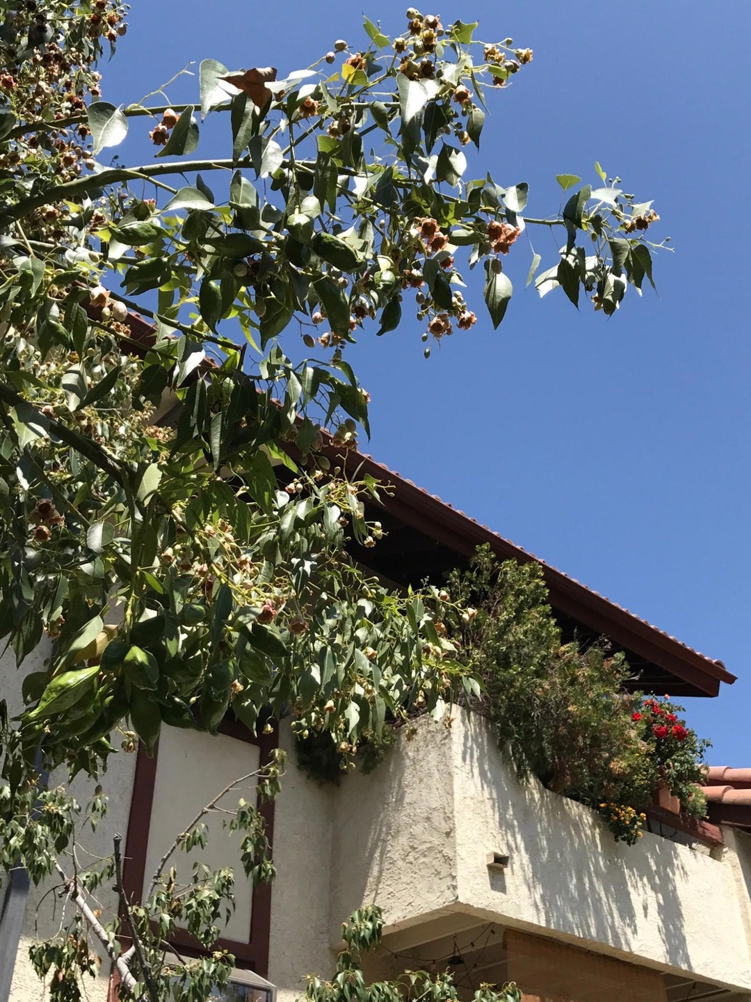 18193 sundowner 816 balcony 1