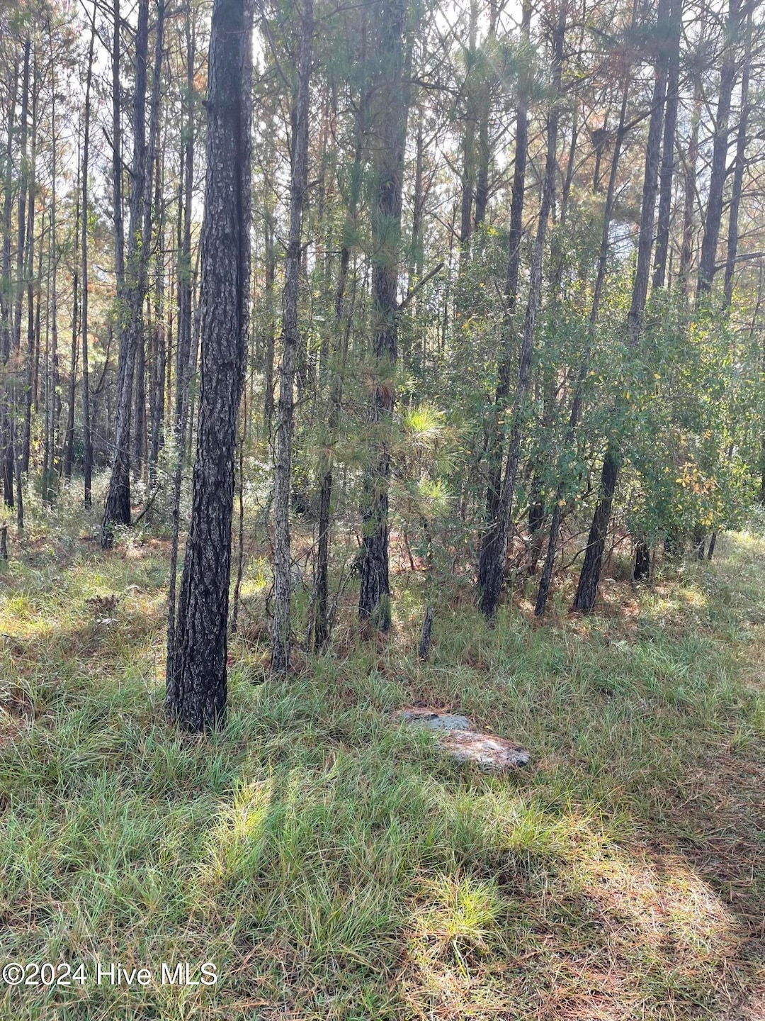 2234 SW Red Bud, Supply, NC 28462 - photo 1