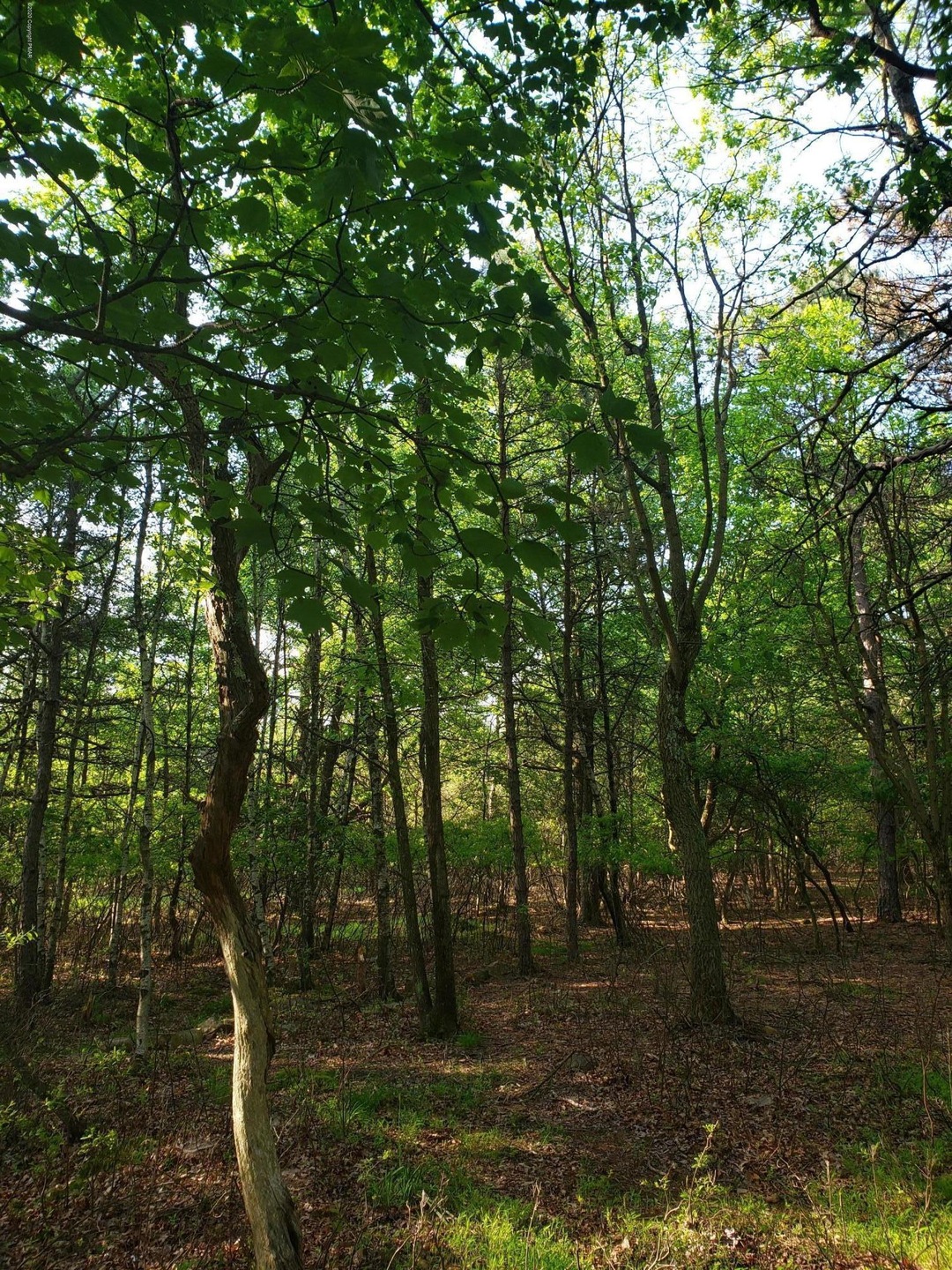 64,65 Forest Trail, Pocono Pines, PA 18350 - photo 1