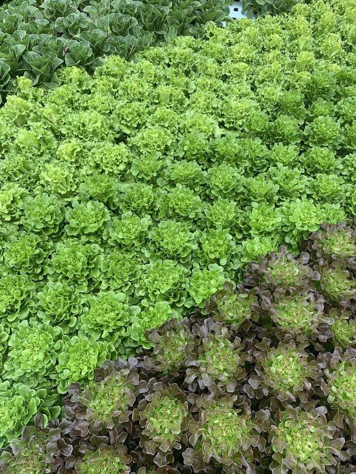 914 Swint Rd, Griffin, GA 30224 - photo 1