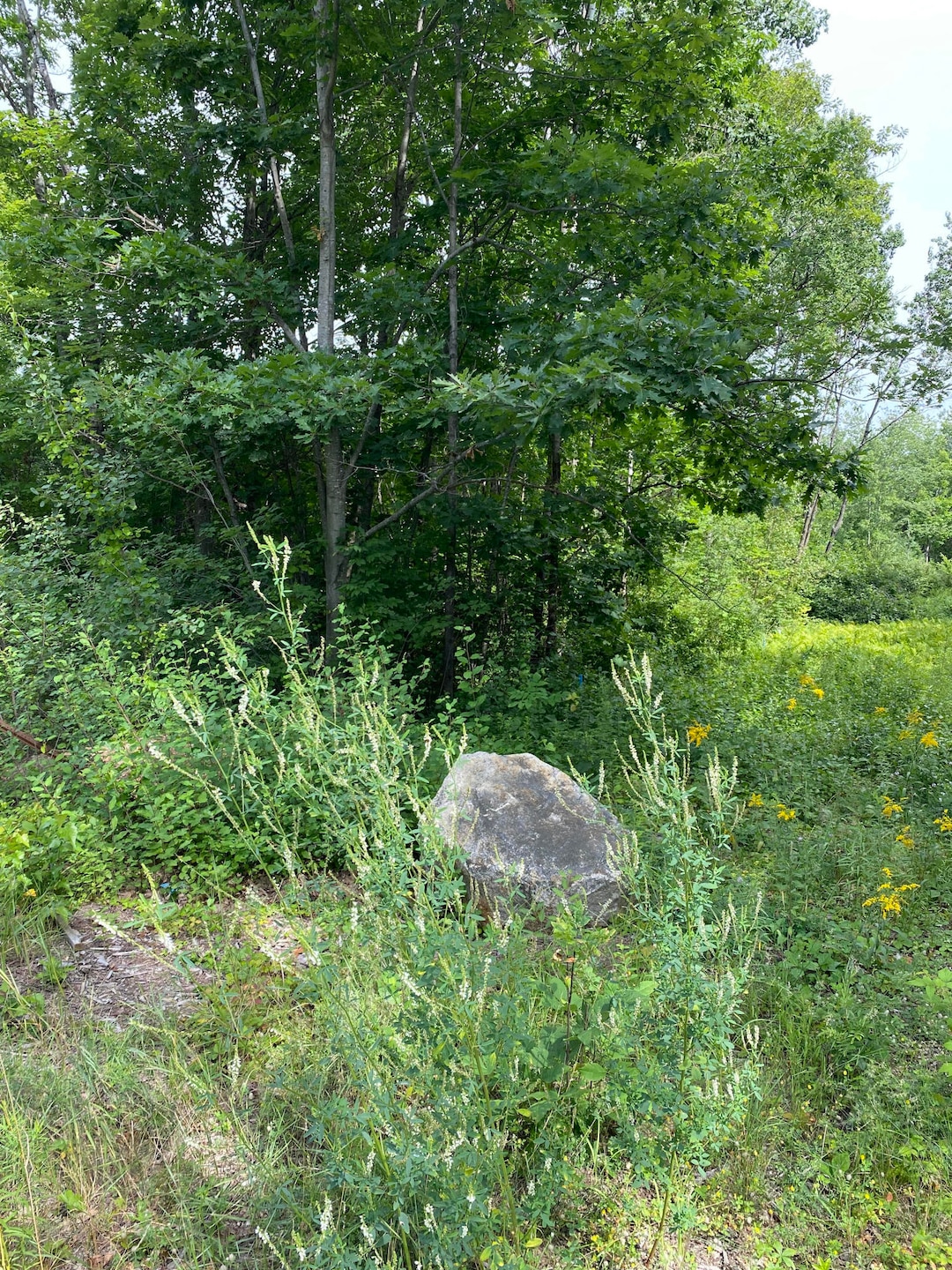 H1