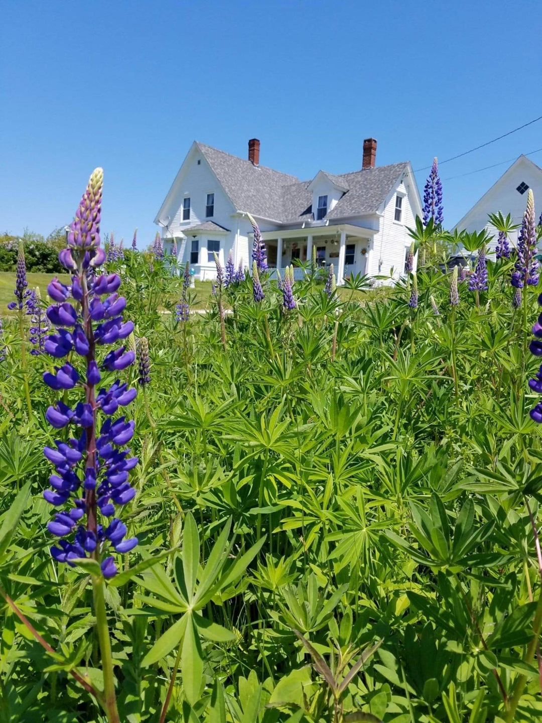 69 Eggemoggin Road lupine