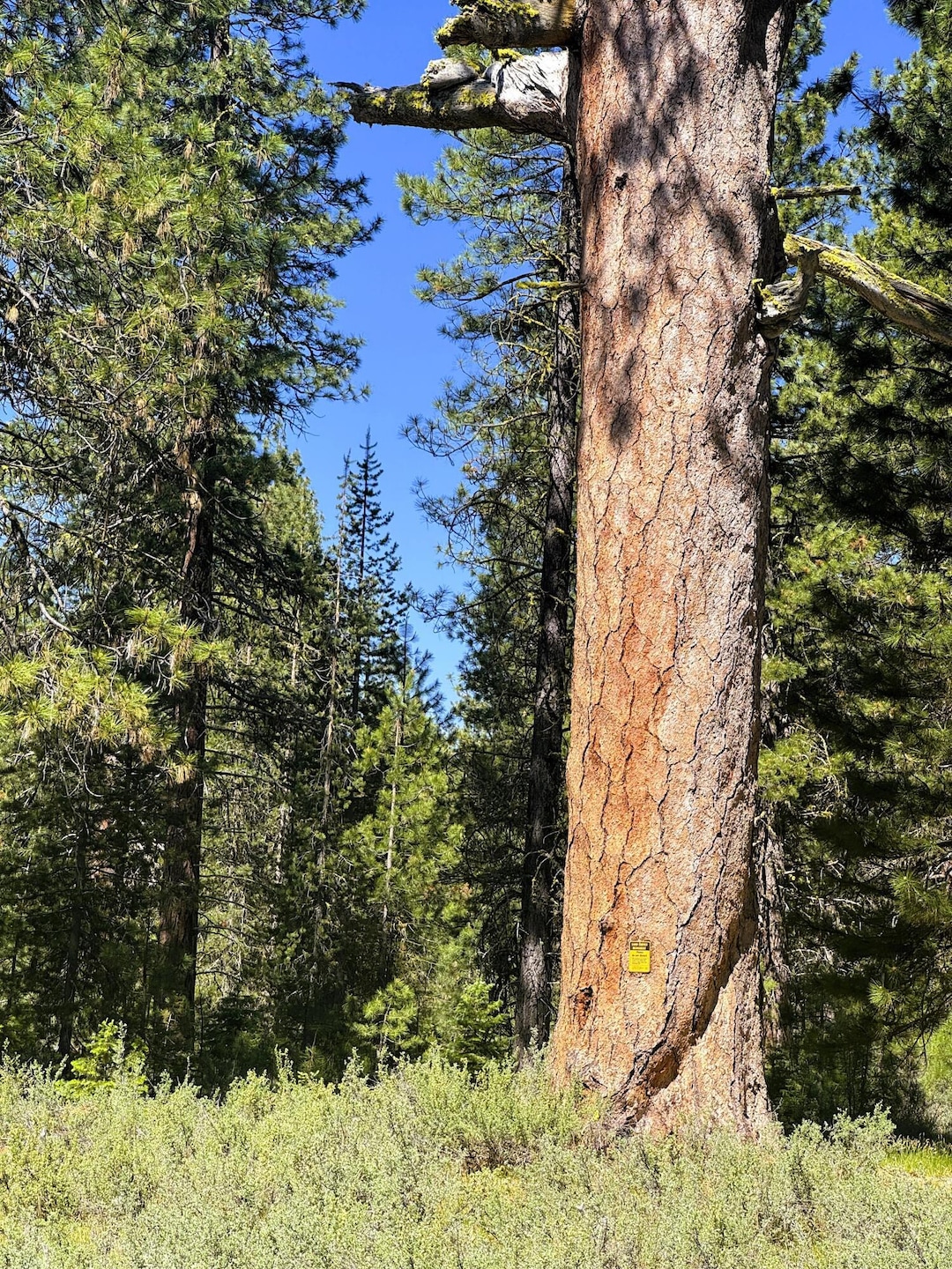 Ponderosa Pine Land Mark