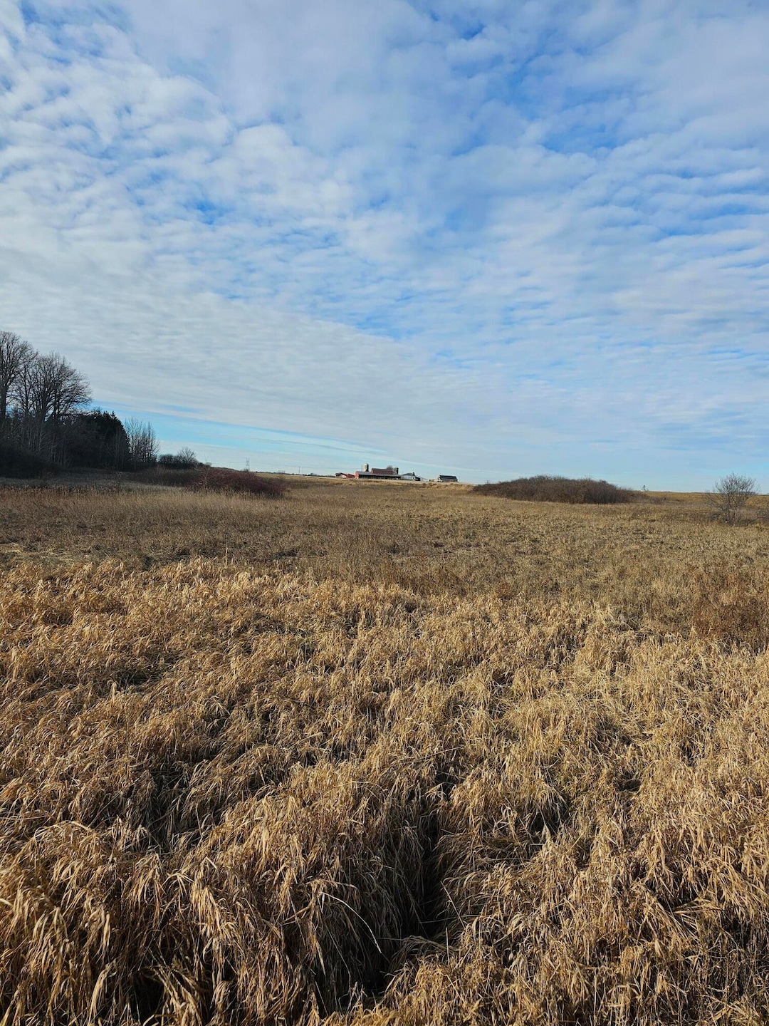 meadow 3