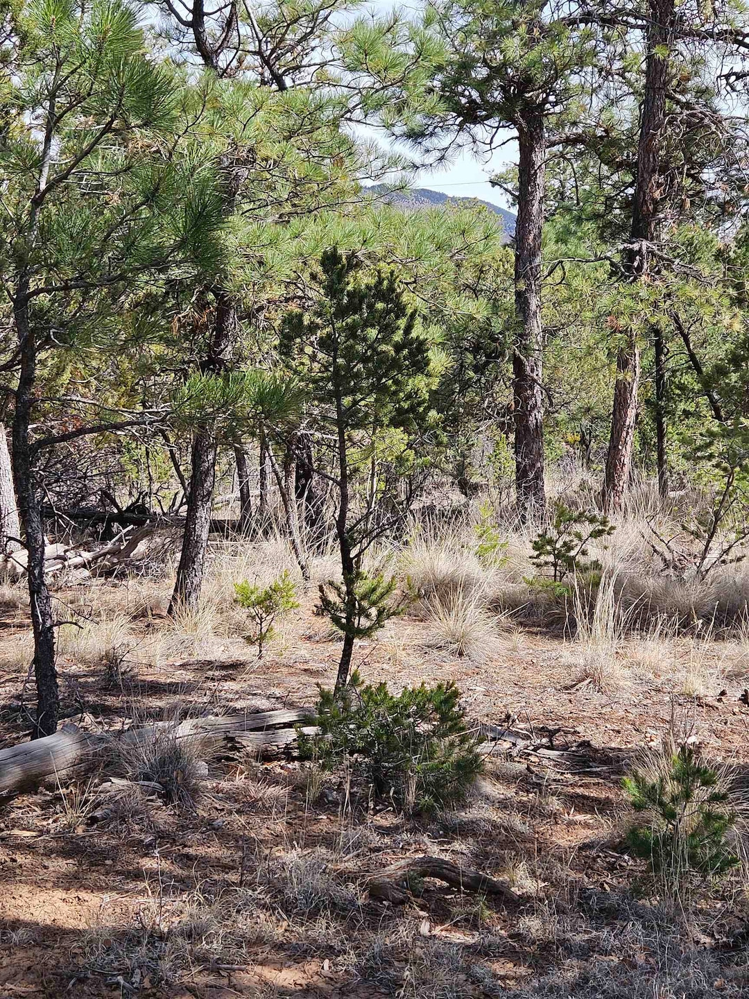 00000 Balkans Dr, Timberon, NM 88350 - photo 1