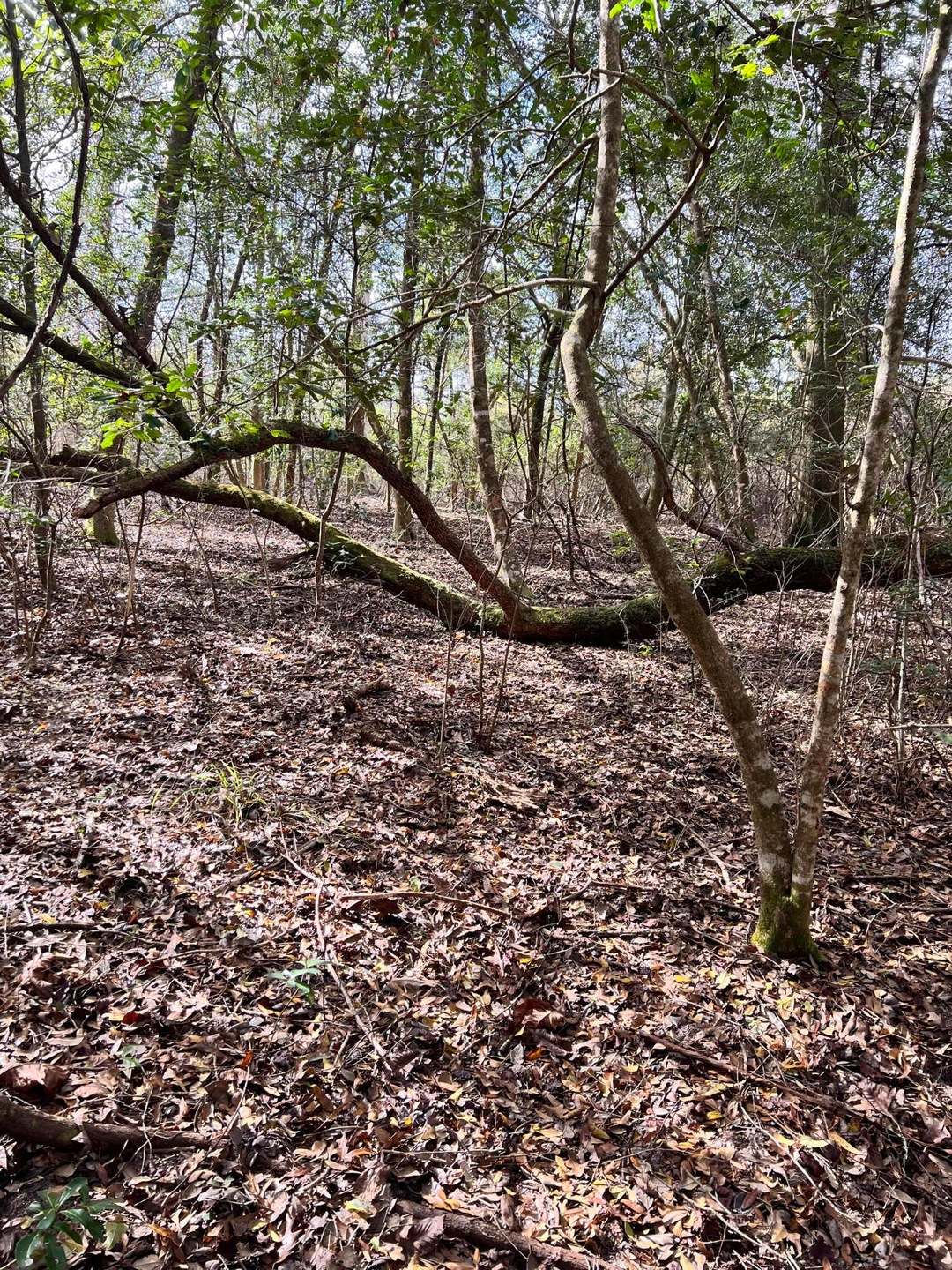 4285 Latham Rd, Crestview, FL 32539 - photo 1