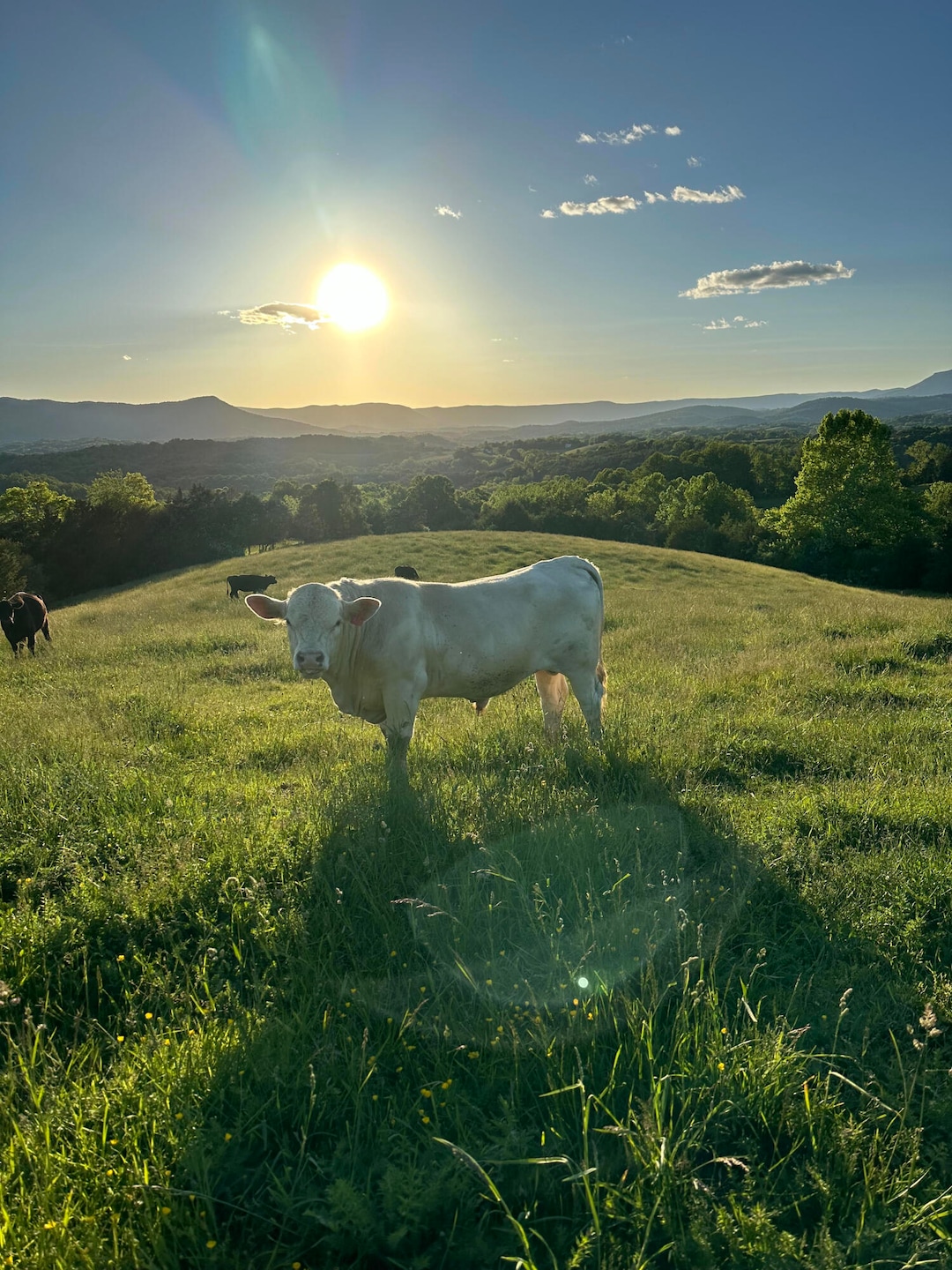 moo