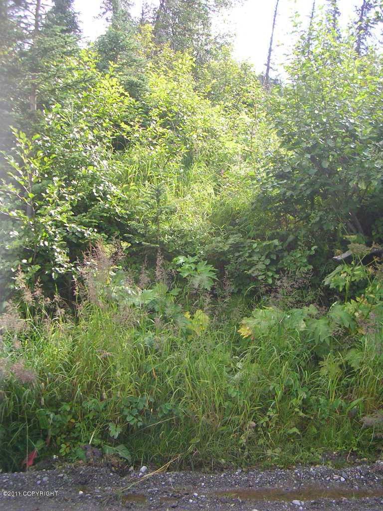 Heavily Treed Lot