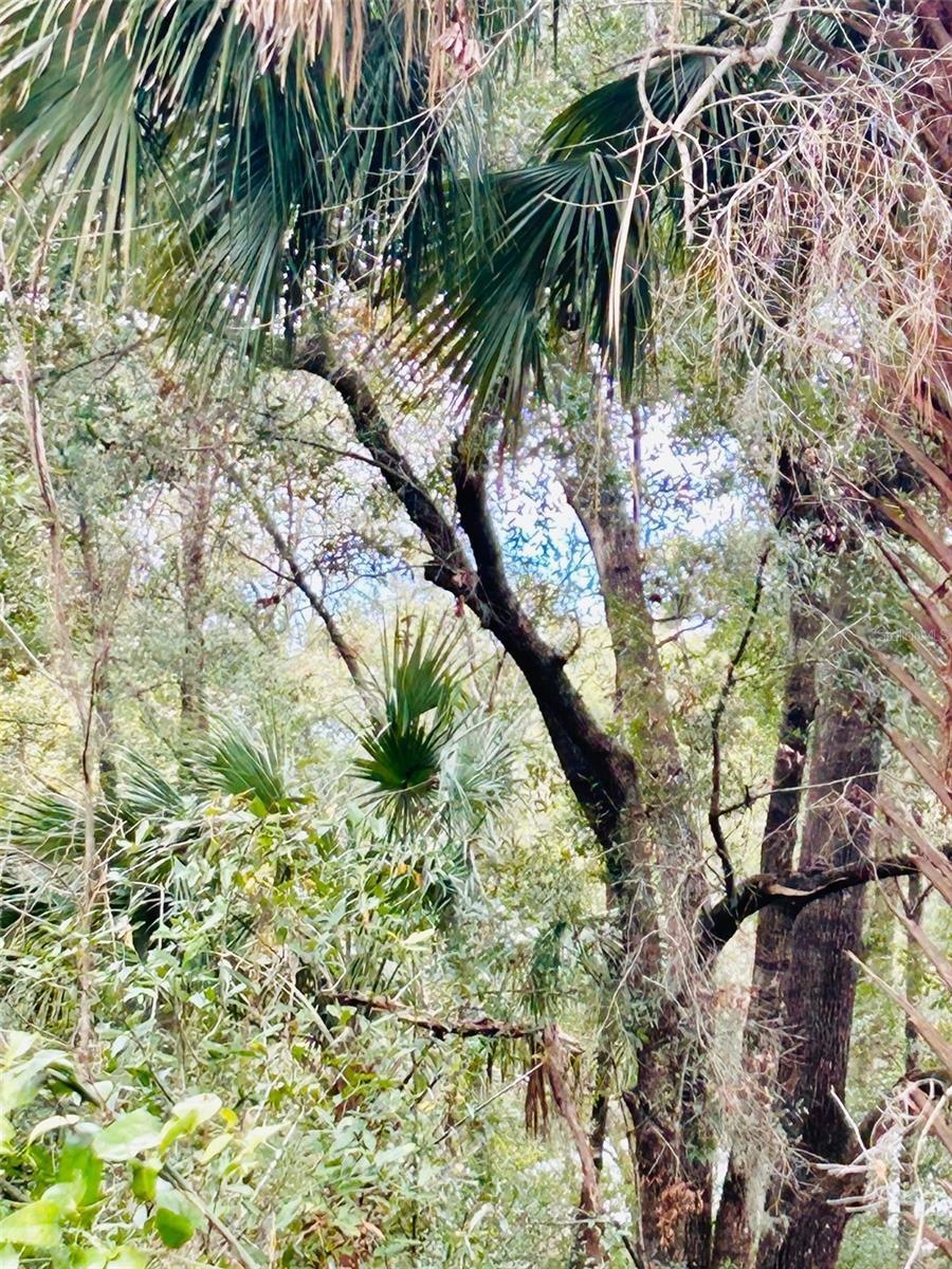 Wooded lot on Cul de Sac