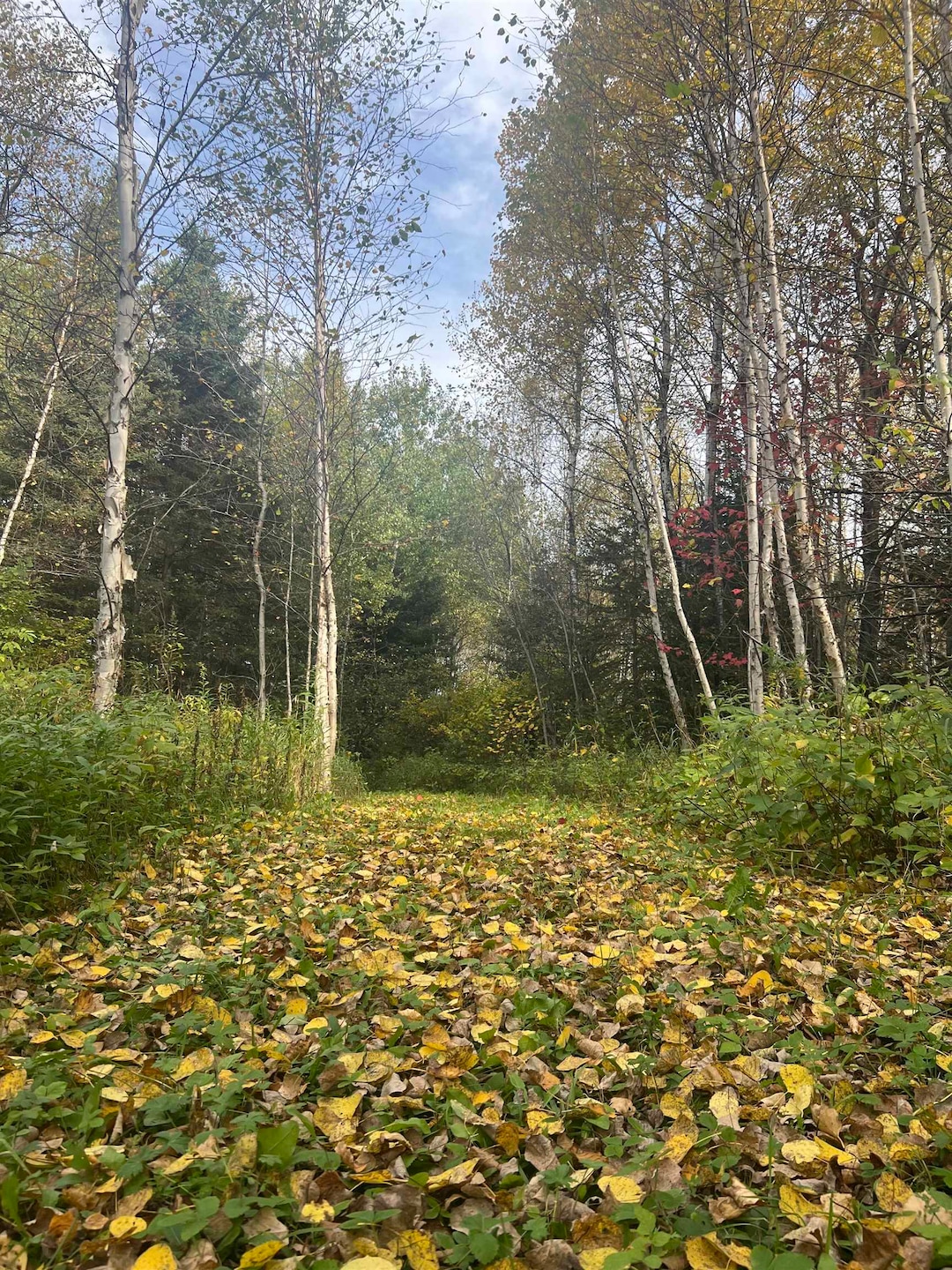 5445 Little Marais Rd, Finland, MN 55603 - photo 1