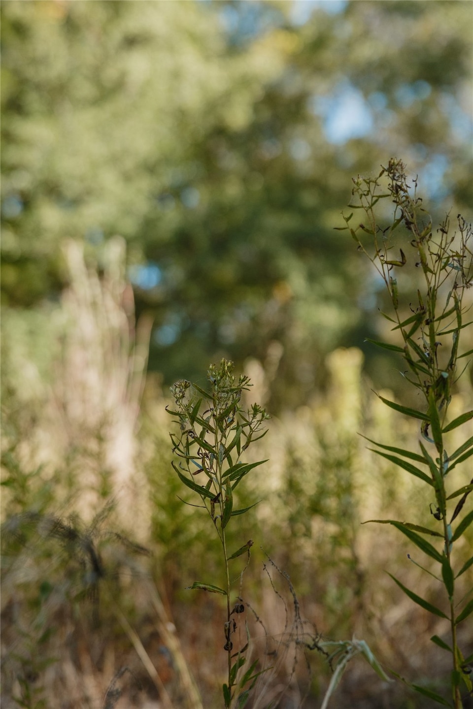 Lot 16 Private Road 5948, Yantis, TX 75497 - photo 1