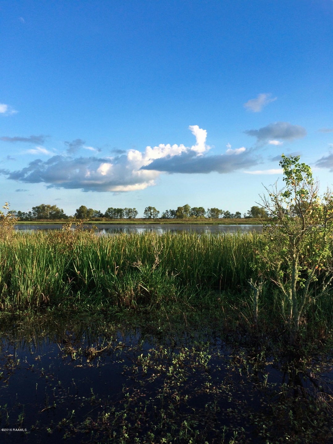 Marsh