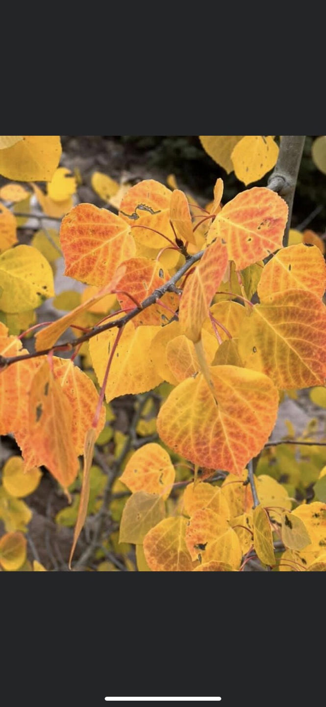 Lot #47 W Village Subdivision unit Eagle Point Resort, Beaver, UT 84713 - photo 1