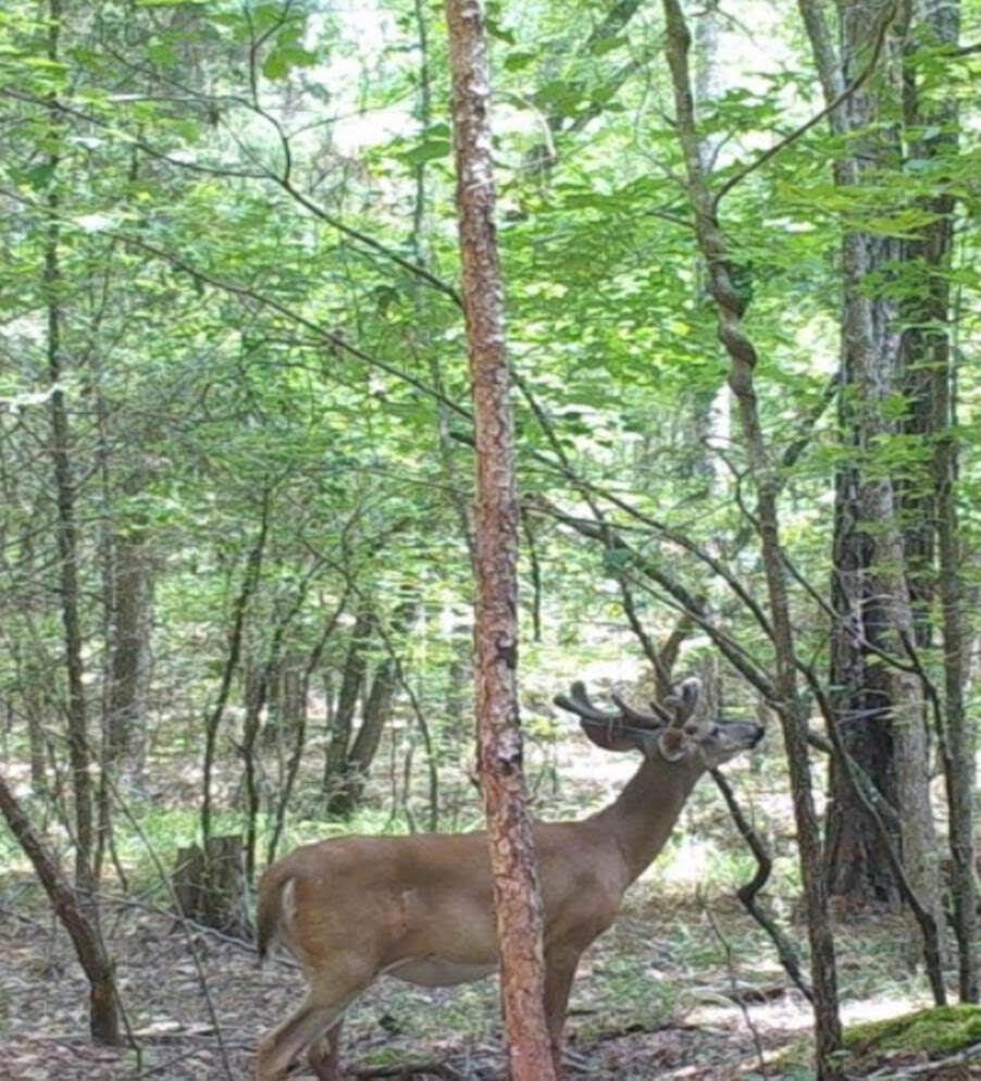 LandForSale153-00-00-095WildlifePics
