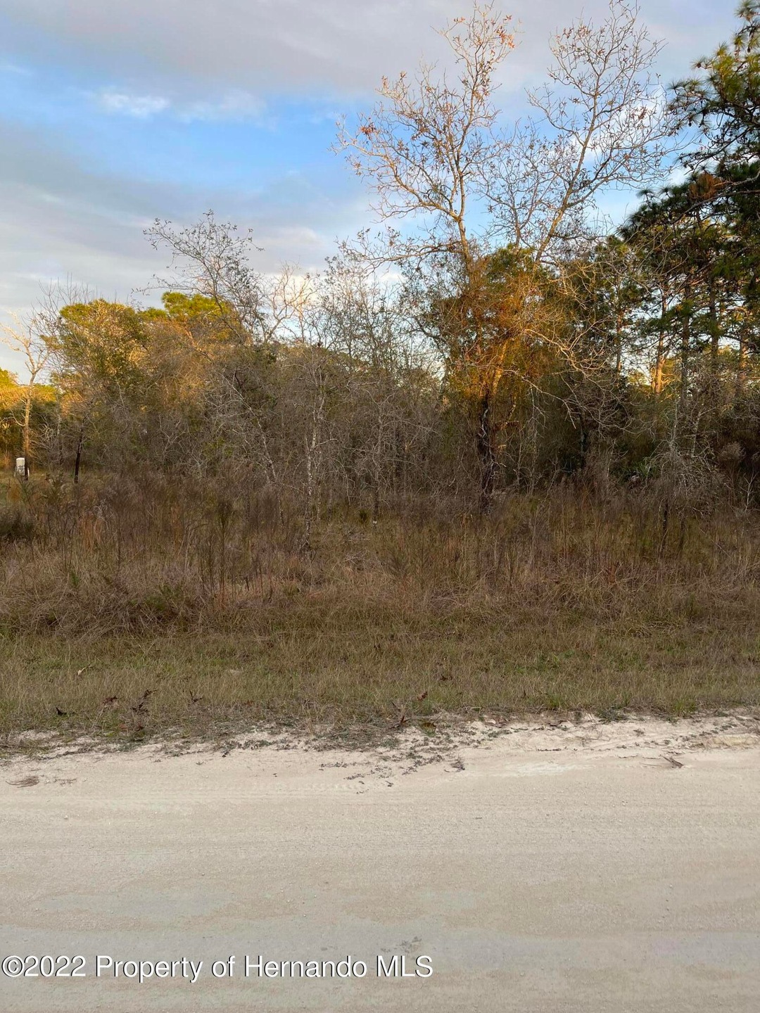 IMG-1116-EVERGLADE KITE LOT6
