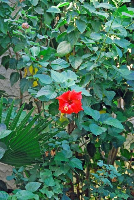 Hibiscus bushes on back patio