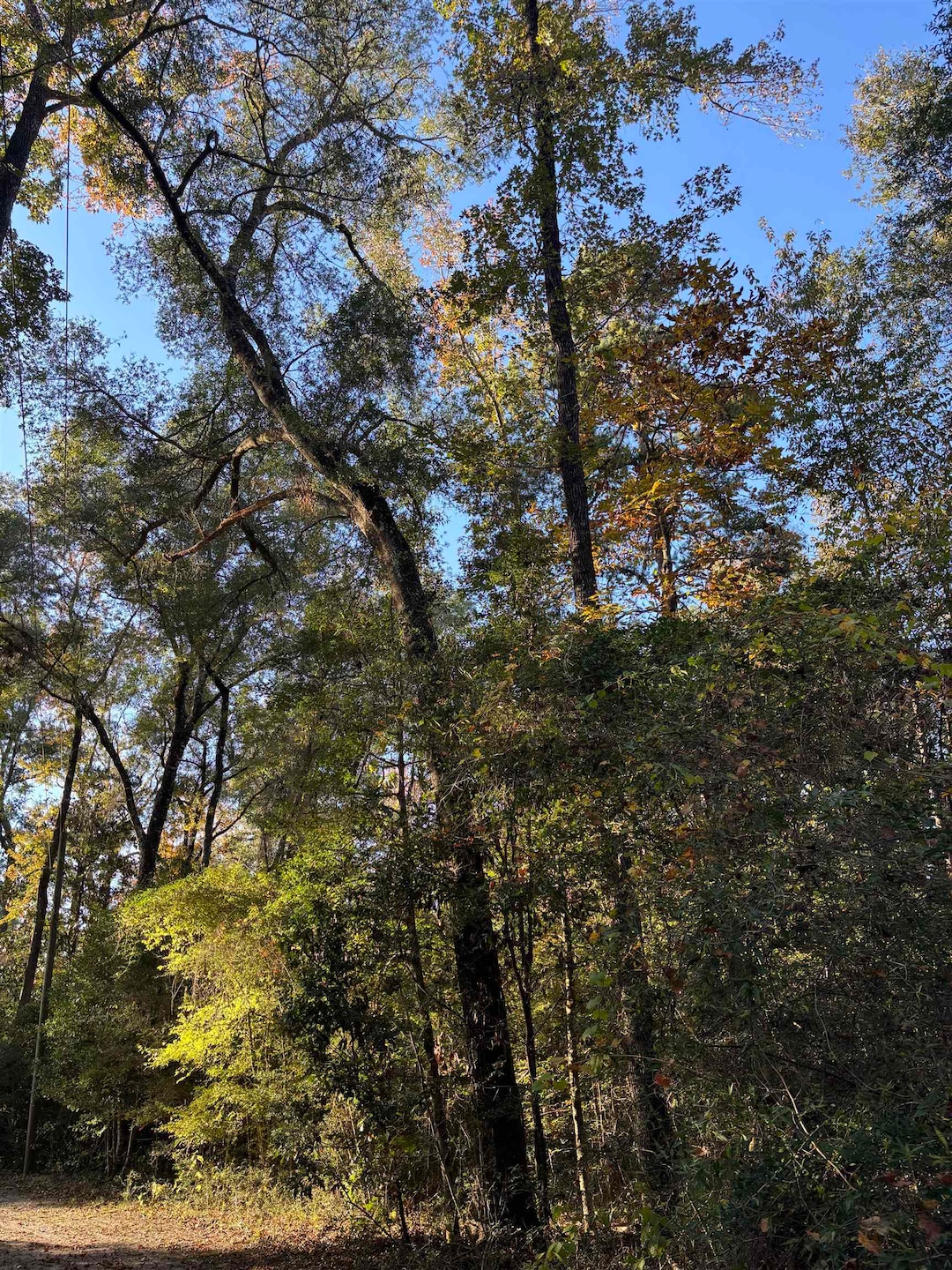 xxx Bluebird Ln, Crawfordville, FL 32327 - photo 1