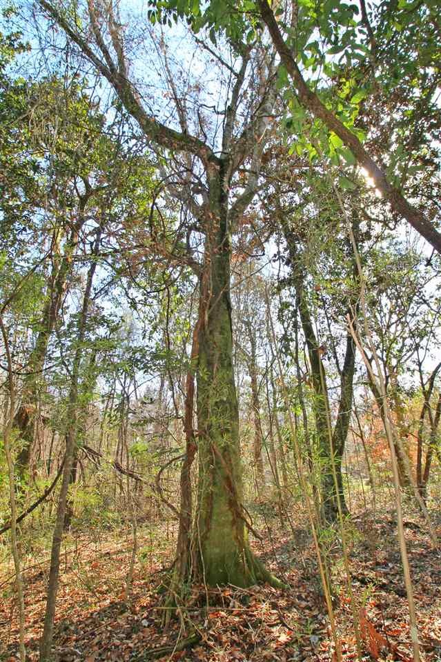 0 Harley Davidson Ln unit 289898, Crawfordville, FL 32327 - photo 1