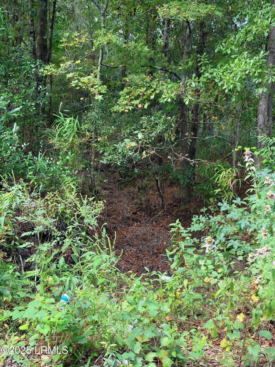 Tbd Tina Manker Rd, Ridgeland, SC 29936 - photo 1