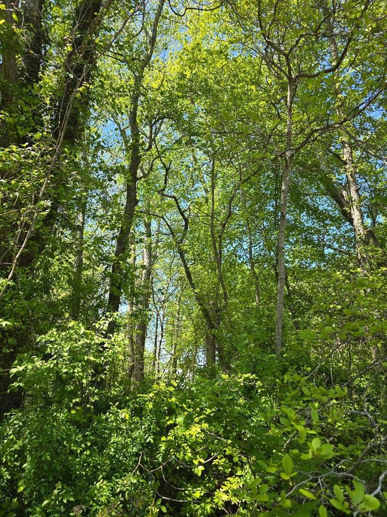 0 Winterville Rd unit 64377, Bloxom, VA 23308 - photo 1