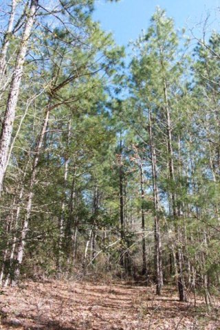 00 Mountainview Rd, Lufkin, TX 75904 - photo 1