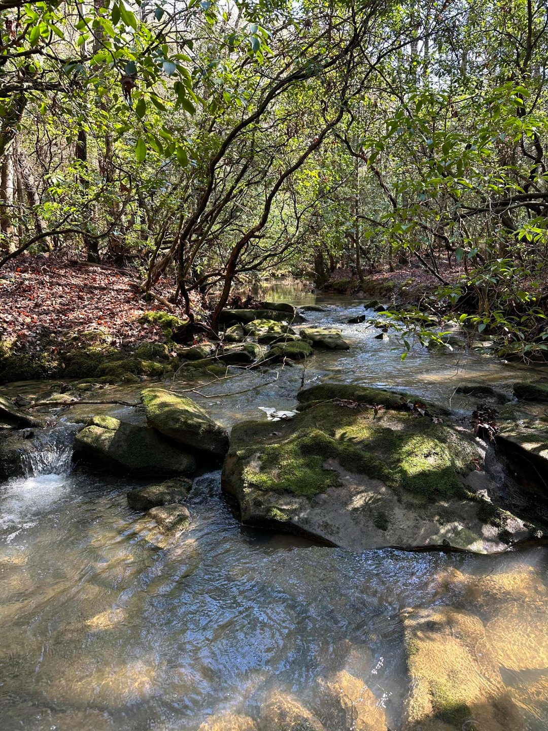 Tract 16 Thomas Springs Rd, Crossville, TN 38572 - photo 1