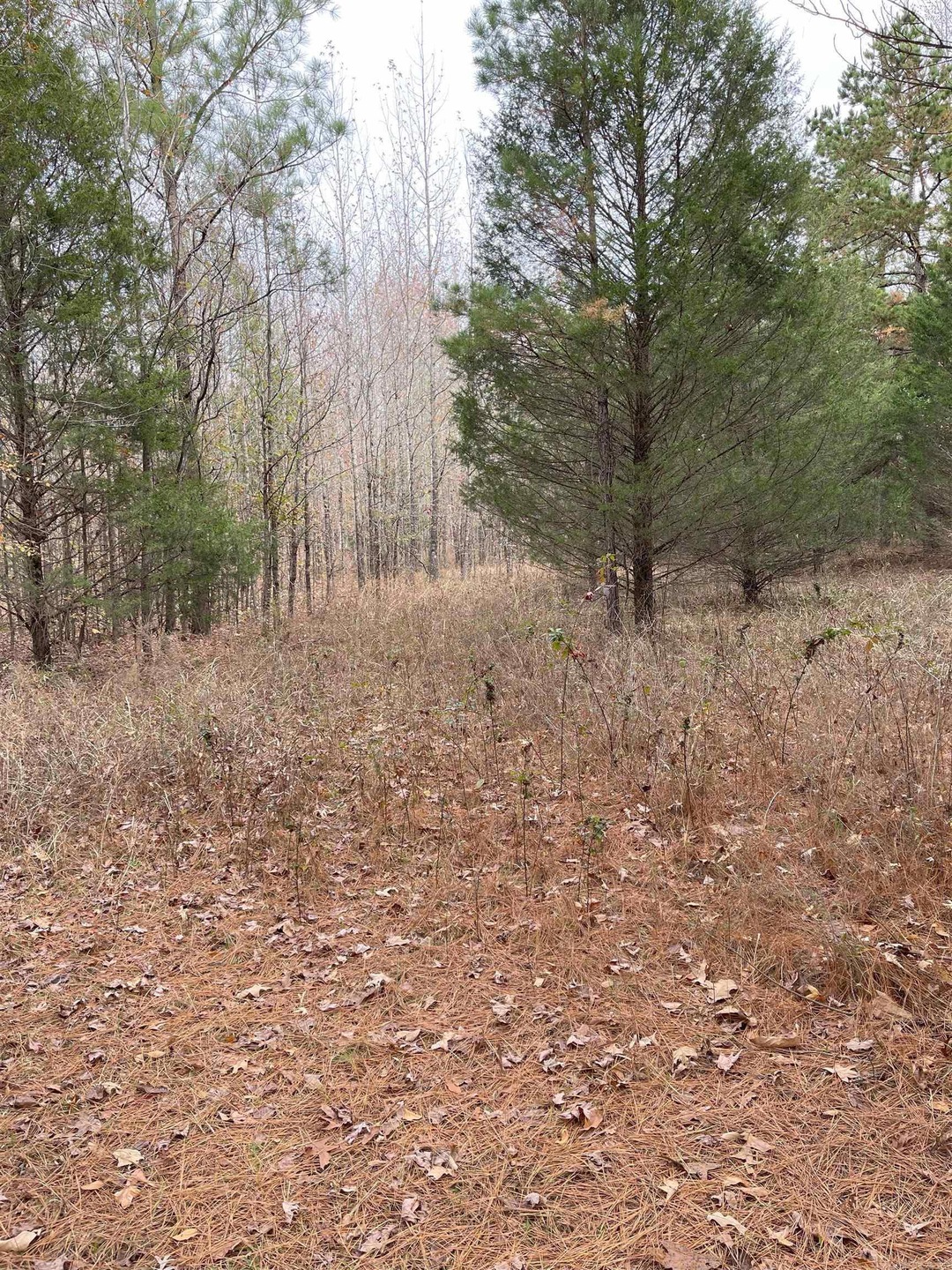 9.57 Acres Greene Road 756, Paragould, AR 72450 - photo 1