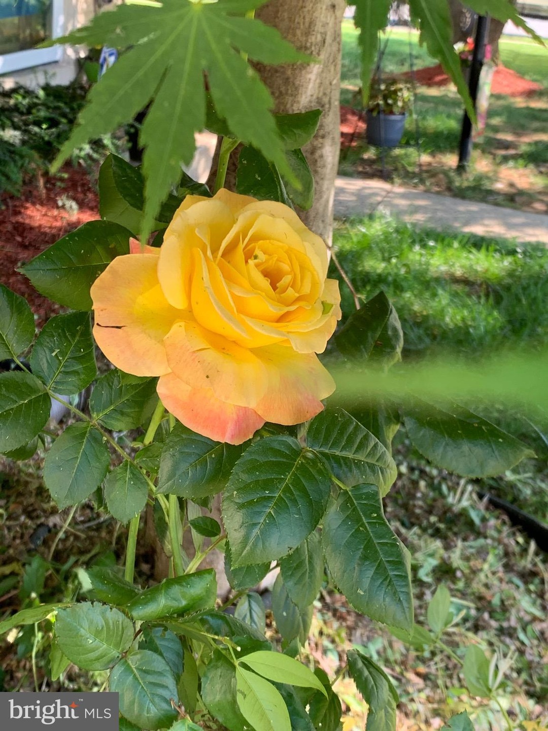 13541 Colesmire Gate Way, Bristow, VA 20136 - photo 1