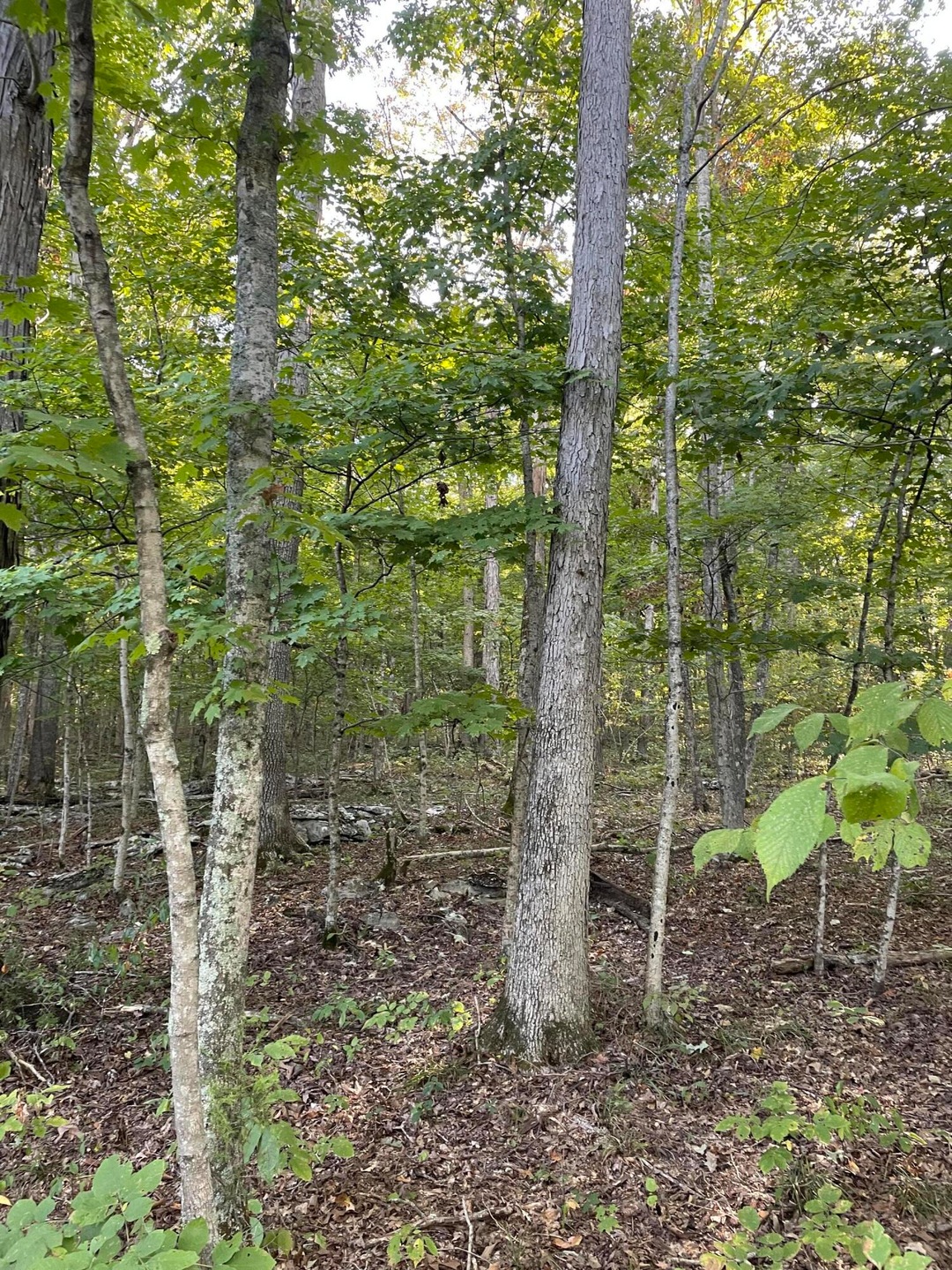 Tract 5 Cumberland Ridge Dr, Somerset, KY 42501 - photo 1