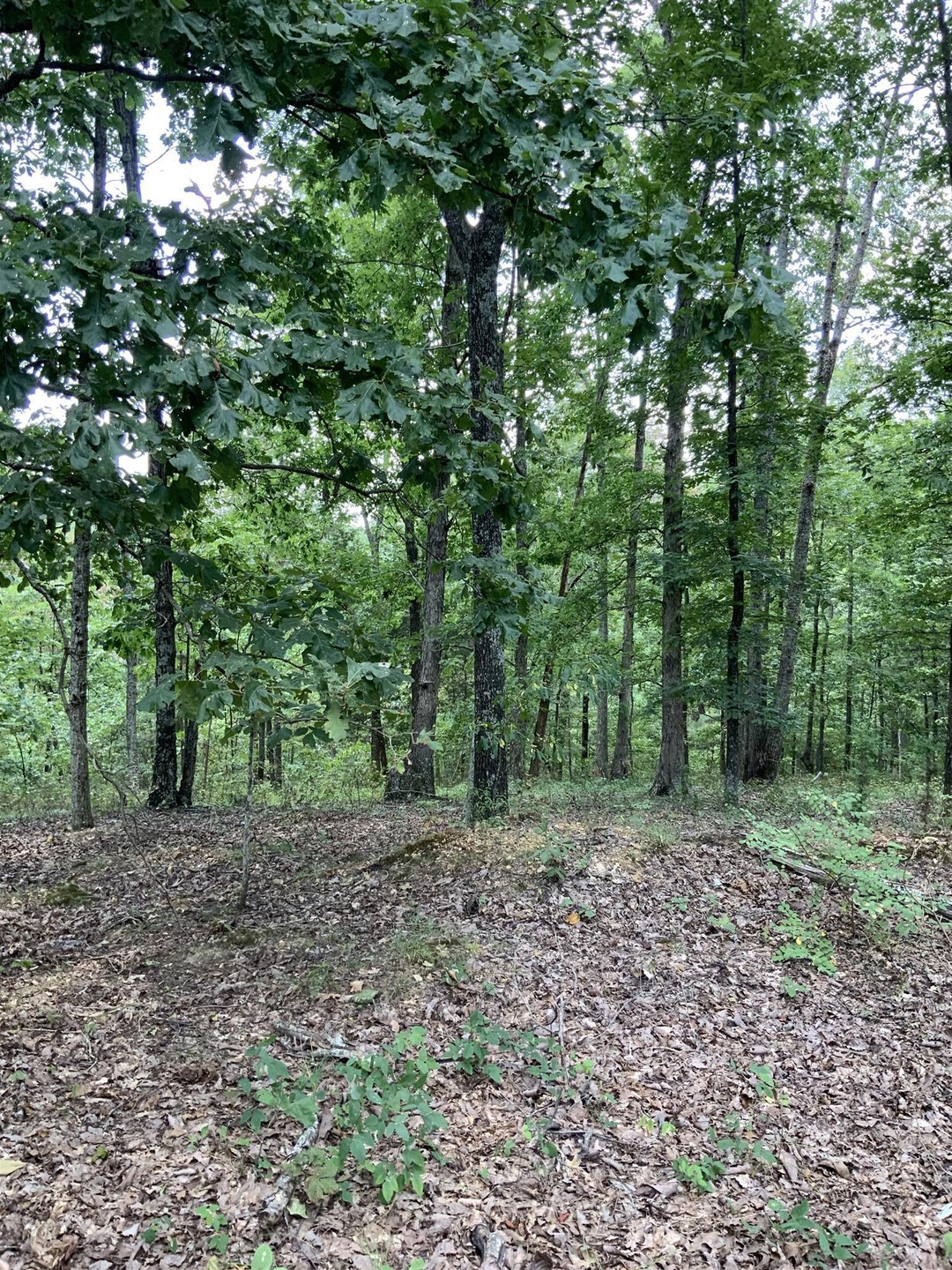 0 Old Hwy 20 unit 2075752, Lobelville, TN 37097 - photo 1