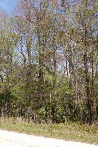 0 1st St unit 771639, Steinhatchee, FL 32359 - photo 1