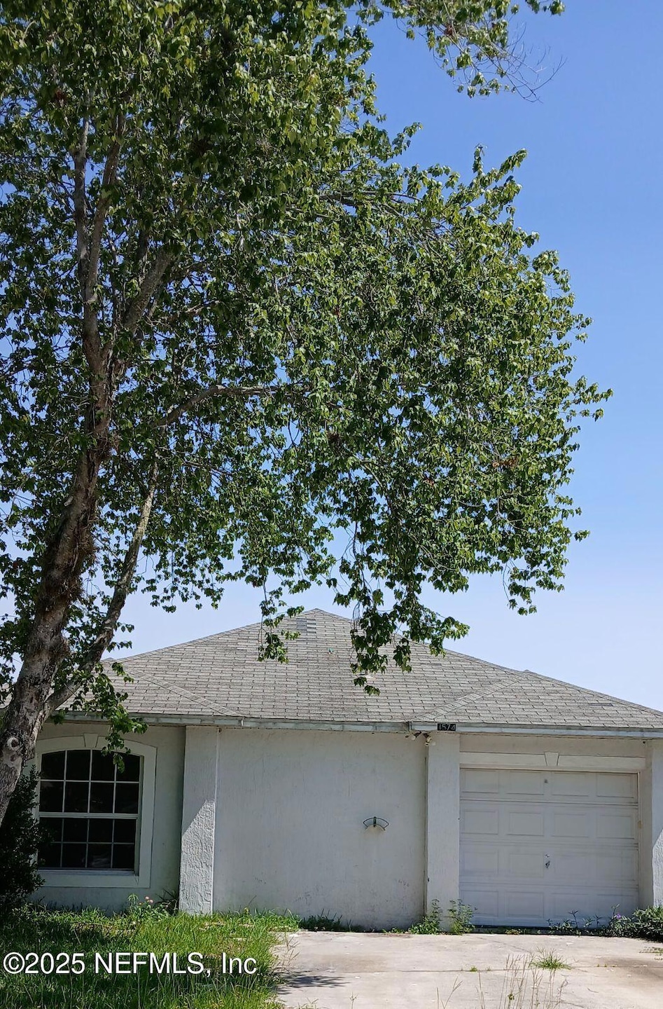 1574 Slash Pine