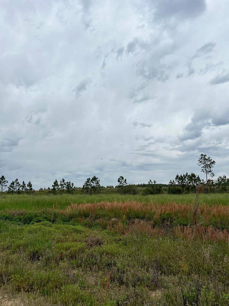 0 Eastman Paulk Rd, Ambrose, GA 31512 - photo 1