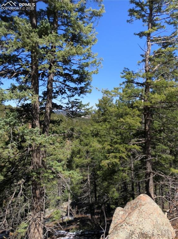 Tall Trees ~ Wonderful Views