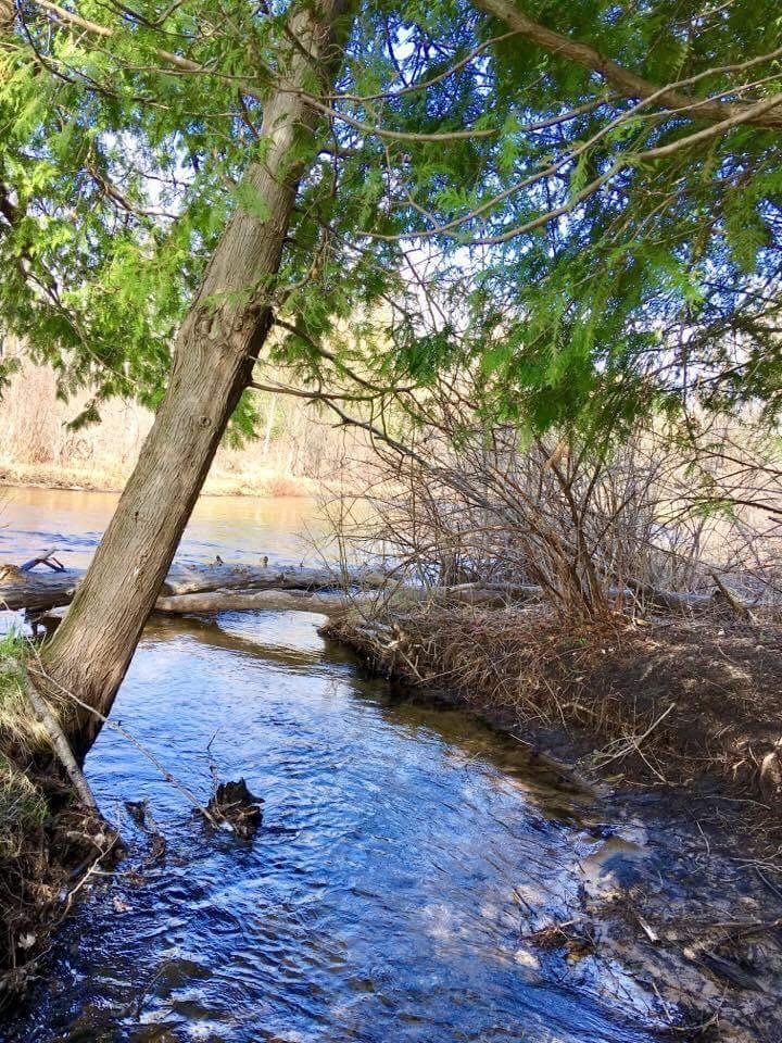 Beebe Creek Sturgeon River