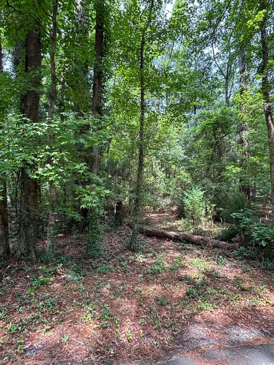 View of woods