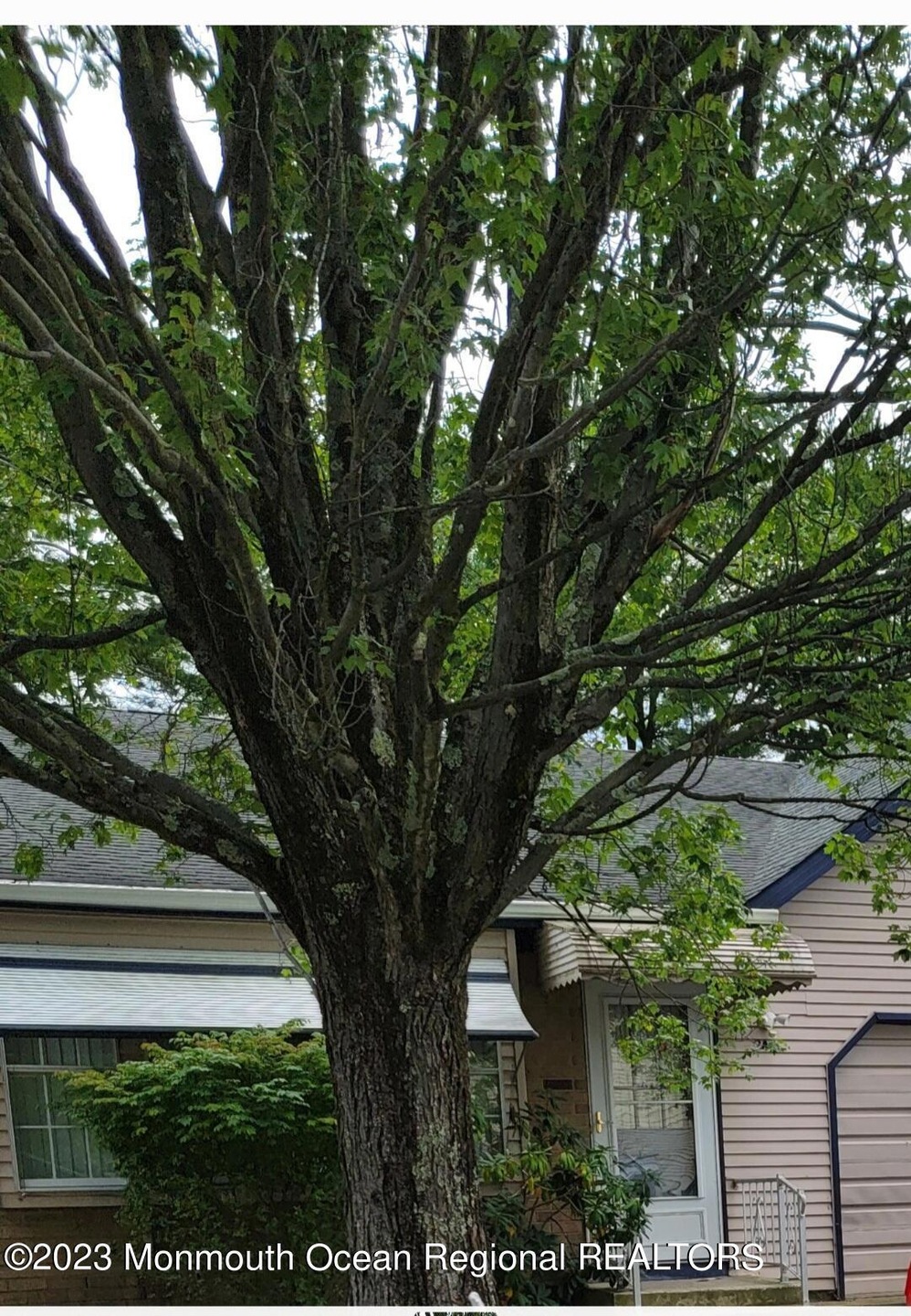 Ivy Street