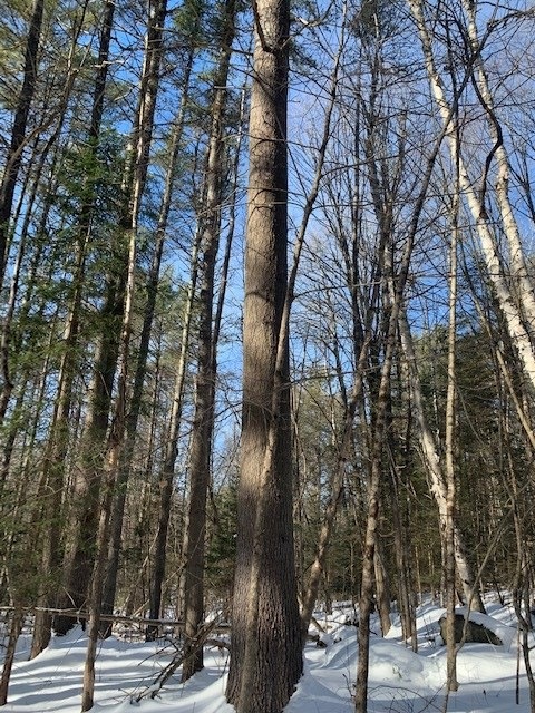 LOT 4 Lyman Rd, Lyman, NH 03585 - photo 1