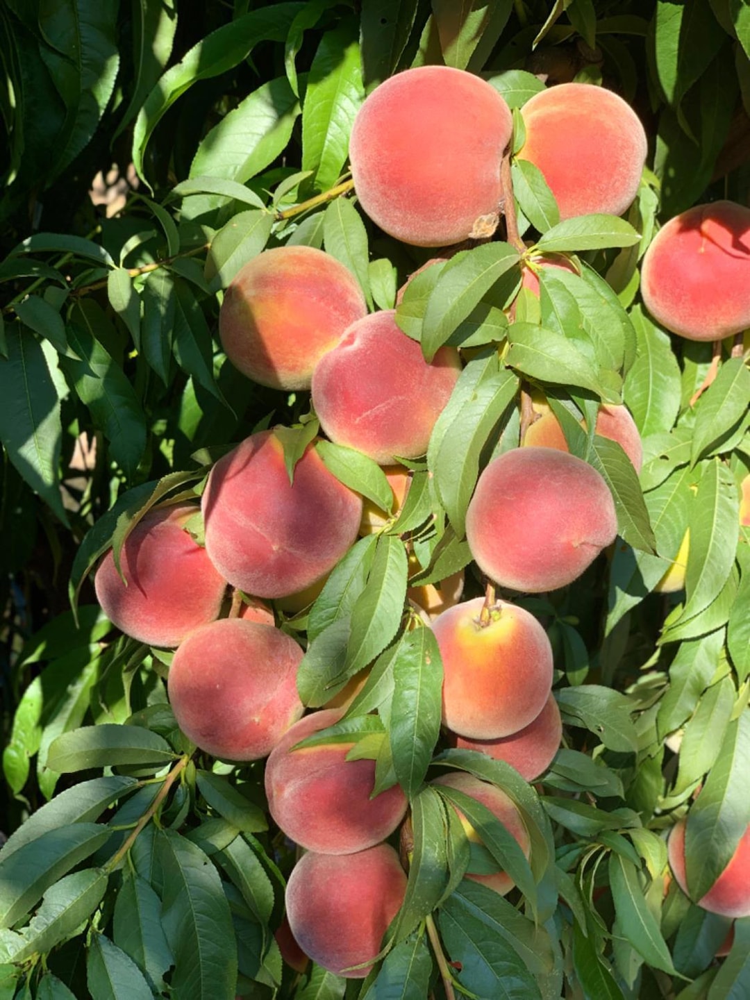 0 Cressey Way unit 225149739, Cressey, CA 95334 - photo 1