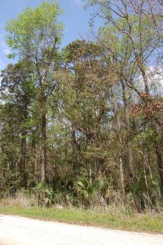 0 1st St unit 771640, Steinhatchee, FL 32359 - photo 1