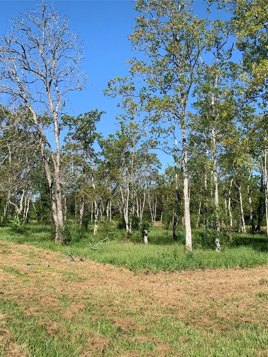 0 Clifford St County Road 137 unit 37933508, Alvin, TX 77511 - photo 1