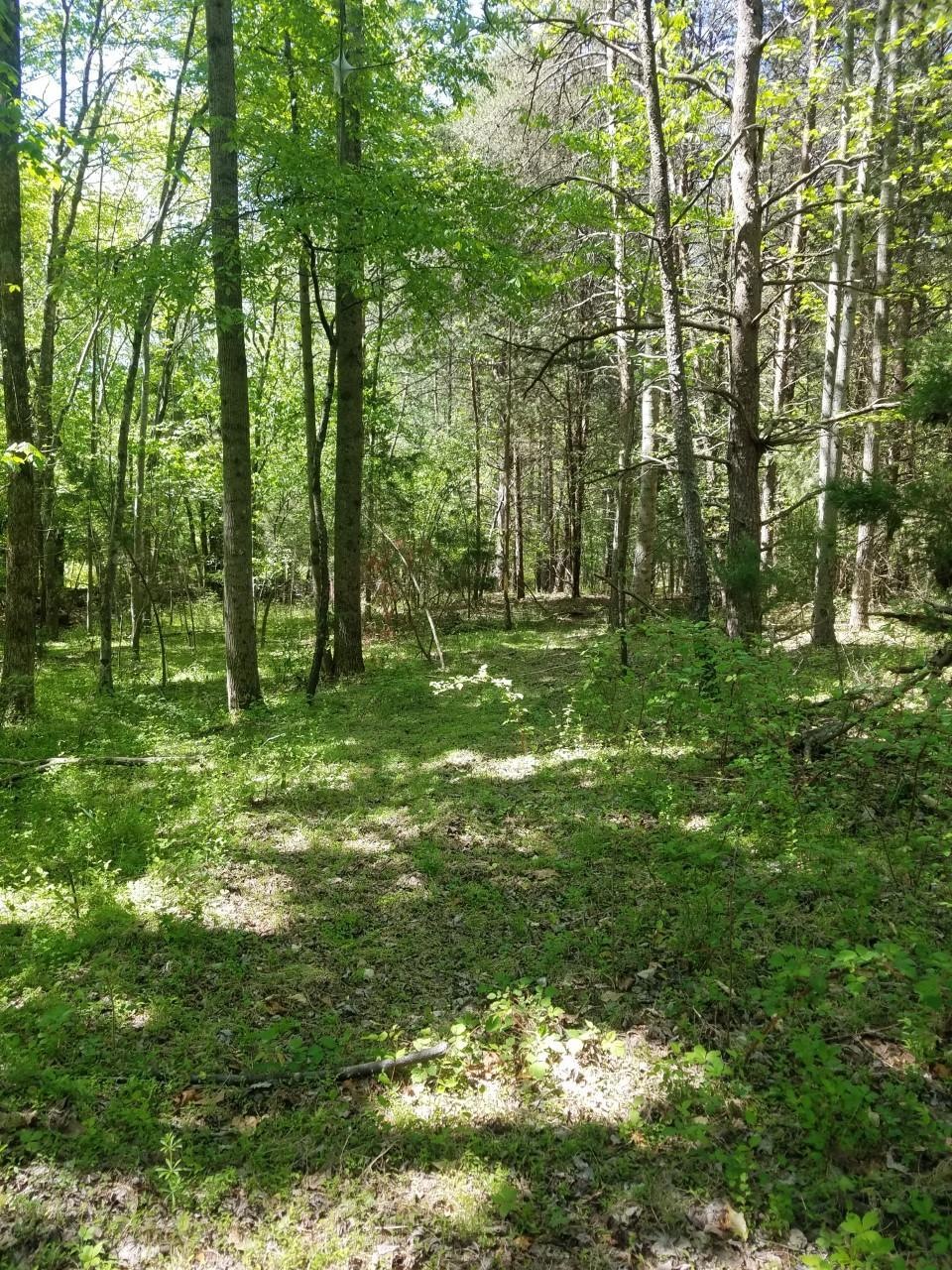 clearing with hardwoods