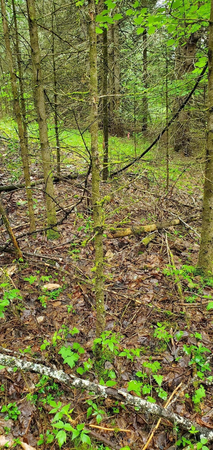 160 Bear Ridge Rd unit 2, Burke, VT 05871 - photo 1